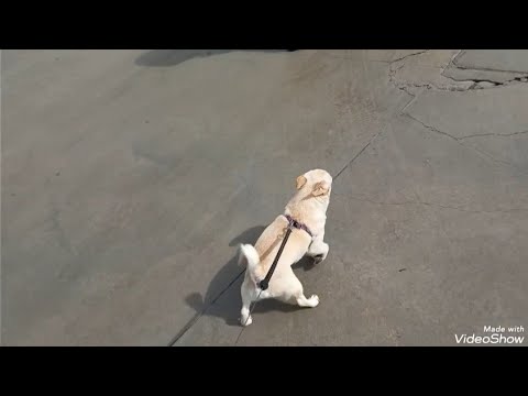 Видео: ЧИКО БЯГА КЪМ БЪЛГАРСКАТА ГРАНИЦА🇧🇬 И ПЪРВОТО КАФЕ ОТ ДОМЪТ НИ 🏡