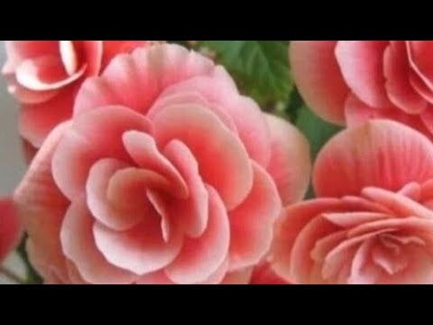 Видео: 🌸Как встречать черенок из больших теплиц, агрофирм? 🌸Осенние рассылки🌸