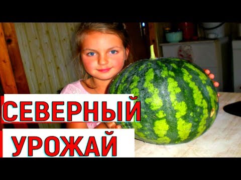 Видео: АРБУЗЫ в ОТКРЫТОМ ГРУНТЕ на Севере Ленинградской области