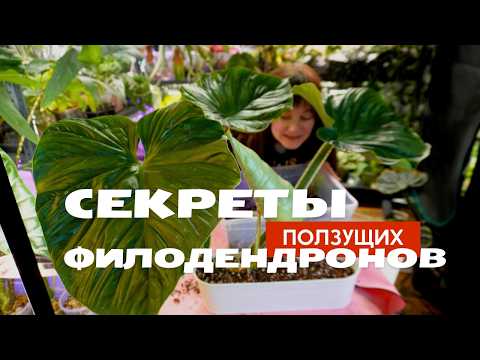 Видео: Филодендрон Plowmanii Пловмани уход, содержание, размножение, черенкование, пересадка