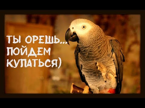 Видео: После душа жако Петруша стала болтать без умолку😂ТЫ ОРЕШЬ ПОЙДЕМ КУПАТЬСЯ🤪/funny animal videos