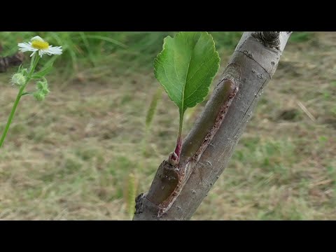Видео: Літнє щеплення дерев щитком (брунькою) та РЕЗУЛЬТАТ | Grafting fruit trees