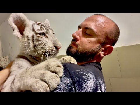 Видео: Тигренок мальчик уже начинает показывать характер, а девочка остается ласковой)
