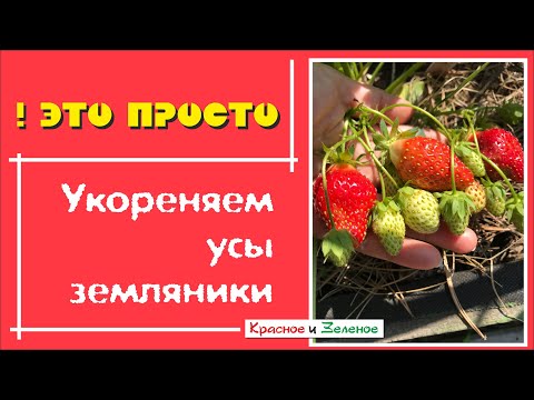 Видео: Клубника. Удобный способ укоренения усов