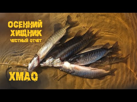 Видео: ХМАО. В гостях у щурогая, протока Ковенская.