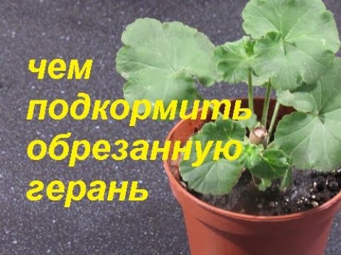 Видео: ЛУЧШАЯ ПОДКОРМКА ДЛЯ ОБРЕЗАННОЙ ГЕРАНИ