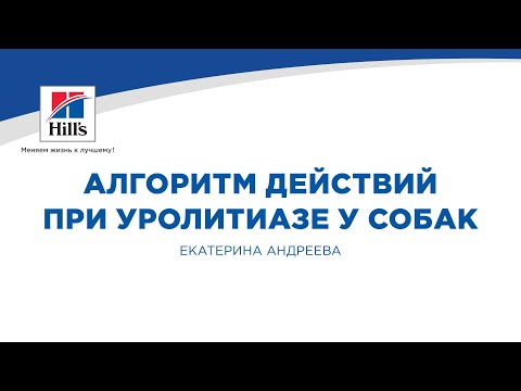 Видео: Вебинар на тему: "Алгоритм действий при уролитиазе у собак". Лектор - Екатерина Андреева