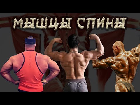 Видео: Широчайшие Мышцы Спины от А до Я с Андреем Замятиным и Диасом Апокрифом