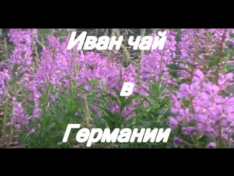 Видео: Иван чай в Германии=как делать=всё про чай