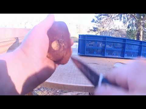 Видео: Собираем грибы и сразу сушим!!!