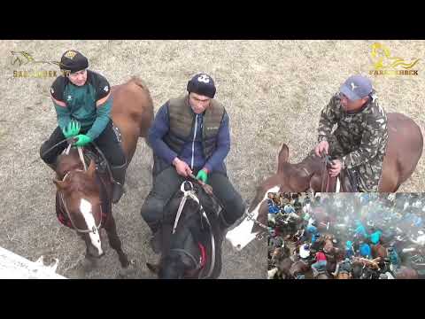 Видео: МАНАС НИЯЗОВ ҚИРГИЗИСТОНДАН АСИЛБОЙ АКАНИНГ ХАБИБ ЛАҚАБЛИ ТУЛПОРИДА. СИРДАРЁ ОҚОЛТИН ТУМАНИ.20.01.24