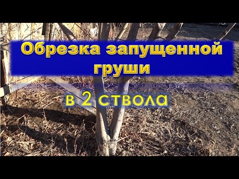 Видео: Обрезка запущенной груши в 2 ствола
