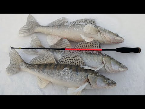 Видео: В ПОИСКАХ СПИРИНСКОГО МОРДАСТОГО СУДАКА! Ловля на вибы судака зимой на Обском водохранилище