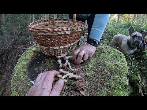 Видео: ГРИБИ ГОРОХОМ! Таких галявин ще НЕ БАЧИЛИ! Тут забудеш про ВСЕ!