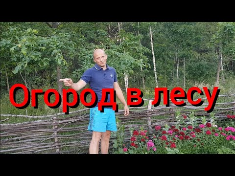Видео: Что растёт на лесном огороде ? Стерилизация собаки Найды . Заготовка сена .Чебуреки из пельменей .