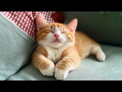 Видео: Рождественская музыка для сна для кошек — мгновенно успокаивает встревоженных кошек и мурлычет — ...