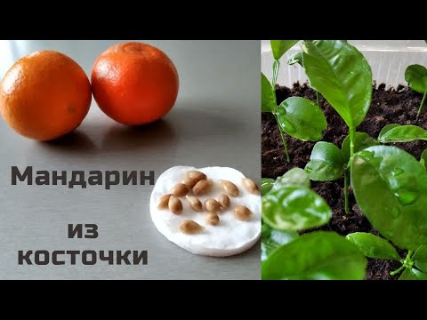 Видео: Как вырастить мандарины из косточки. Часть 1.