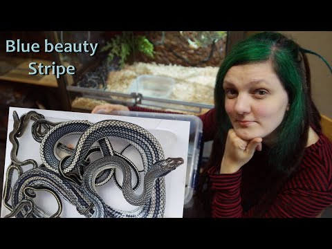 Видео: Рождение и первое кормление змеят Страйпа тонкохвостого полоза Blue beauty