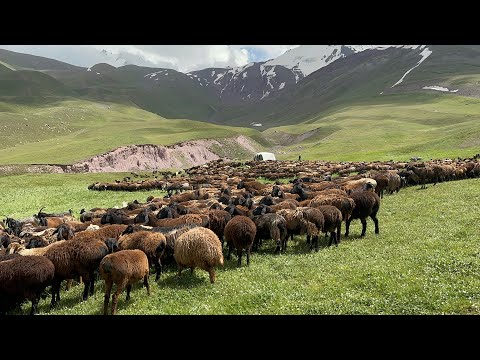 Видео: Жайлов жиргатол Коро шоро 22 Июлъ 07 2024 г.