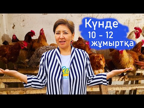 Видео: Vlog. Мына тауықтар 10-12 жұмыртқа береді. Көп тауық екен.