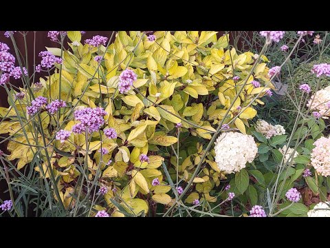 Видео: Прогулка по цветникам в конце сентября. Ленинградская область.#цветникинепрерывногоцветения#