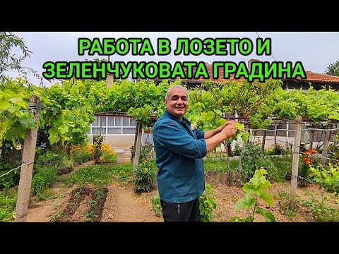 Видео: Баба и дядо са възрастни и трябва да им се помага! Връзване на лозето, цветната градинка, оранжерия!