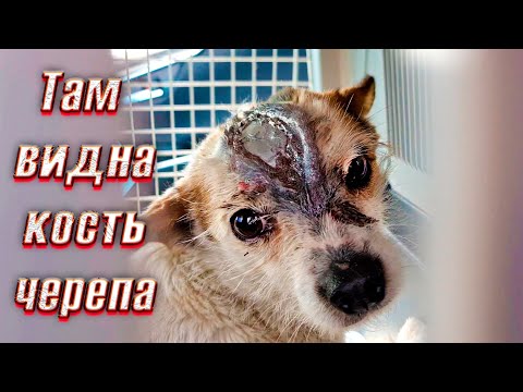 Видео: Валера уехал🥺 Катя подобрала собаку с рассеченной головой😱