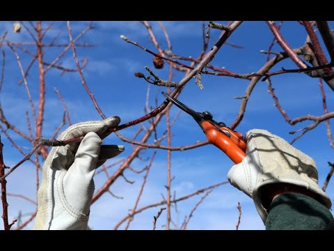 Видео: КАК ОБРЕЗАТЬ плодовые ДЕРЕВЬЯ ВЕСНОЙ | полное видео обрезки яблони