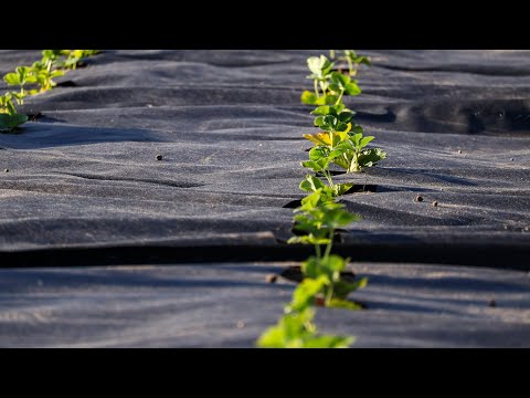 Видео: Тут буде Полуниця.Частина 3,посадка на Агроволокно