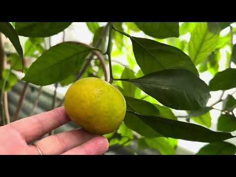 Видео: 🍋 Жовтневе тепло і мій зимовий сад — частинка літа серед осені