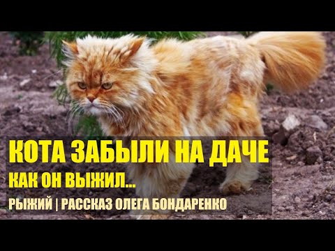 Видео: Соседи забыли, а может и бросили кота на даче. Только чудом ему удалось выжить