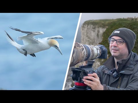 Видео: Упорство окупается на скалах Бемптона! (Canon R6 и объектив EF 500mm F/4)