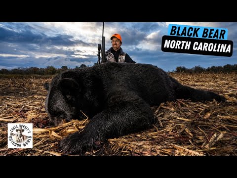 Видео: Охота на гигантских черных медведей весом более 500 фунтов в Северной Каролине