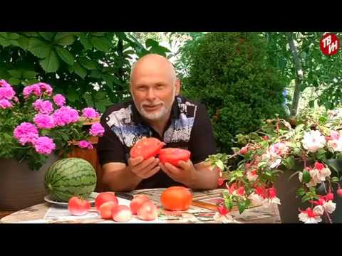 Видео: Демонстрационное поле под АККО. Порционные арбузы. Новинки томатной селекции.