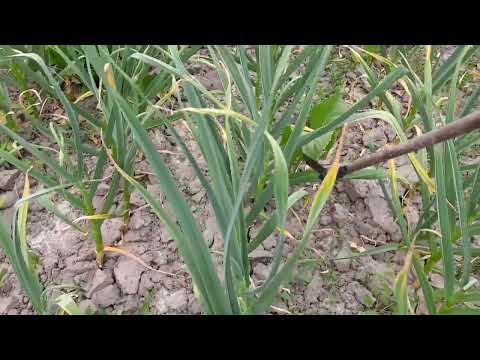 Видео: Як спростити процес виломки стрілки на часнику. Бульбочка(воздушка)- насіння часнику, для посадки!!!
