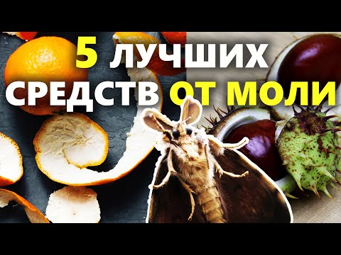 Видео: 5 простых способов вывести моль | Как избавиться от моли в доме, в квартире и в шкафу