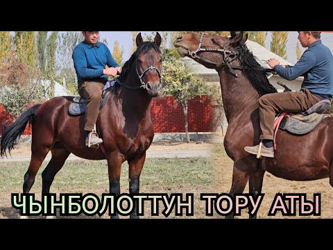 Видео: ТОРУ АТ ЖҮРӨКТҮҮ АТ ЧЫНБОЛОТТО🔥20 октября 2025 г.