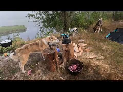 Видео: Распределение мяса