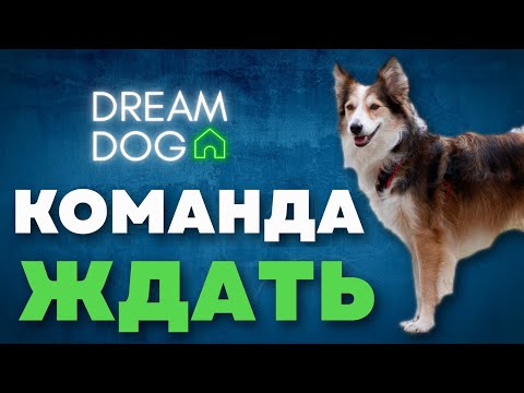 Видео: Команда Ждать 🐶 Как научить собаку оставаться на месте