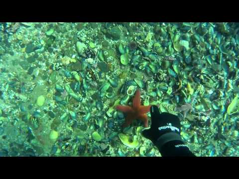 Видео: Подводная охота на Кольском часть 1-я "Камчатский краб"