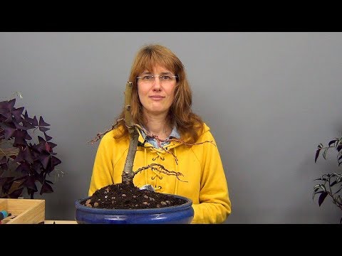 Видео: Бонсай из липы (ч.3).
