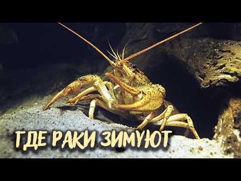 Видео: Остаемся зимовать. Где зимуют раки, птицы, рыбы