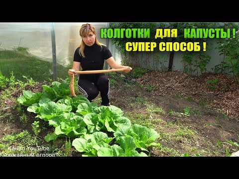 Видео: СРОЧНО ОДЕНЬТЕ КОЛГОТКИ НА КАПУСТУ И ОНА ЗАВЯЖЕТСЯ ЧЕРЕЗ НЕСКОЛЬКО ДНЕЙ!!!