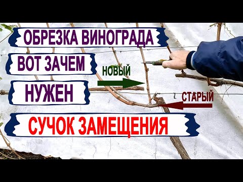 Видео: 🍇 Почему от ЭТОЙ ОБРЕЗКИ ВИНОГРАДА ШАРАХАЮТСЯ  виноградари?  Как работает сучок замещения?