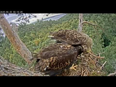 Видео: 30.06.2025 Камычи. Мама-Кама это сила. Отобрала рыбу и кормит Сардая.