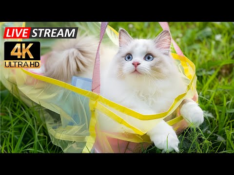 Видео: Целебные звуки для кошек 😺 Успокаивающая музыка, которая снимает беспокойство и способствует глуб...
