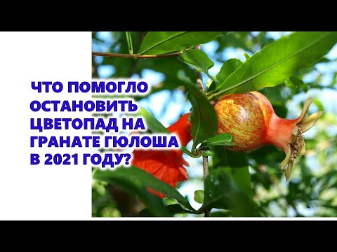 Видео: Что помогло остановить цветопад на гранате Гюлоша в 2021 году?