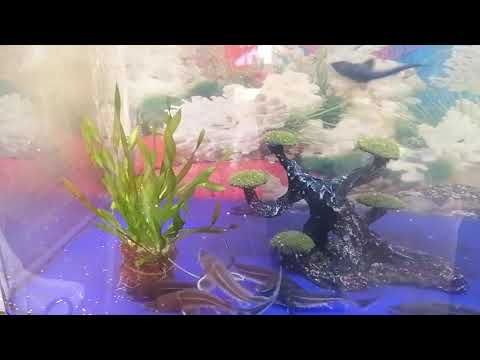 Видео: аквапоника часть 2. Система периодического затопления.