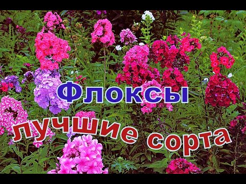 Видео: Флоксы лучшие сорта