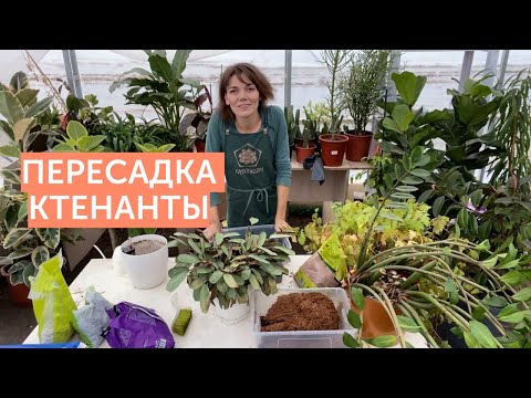 Видео: Пересадка ктенанты